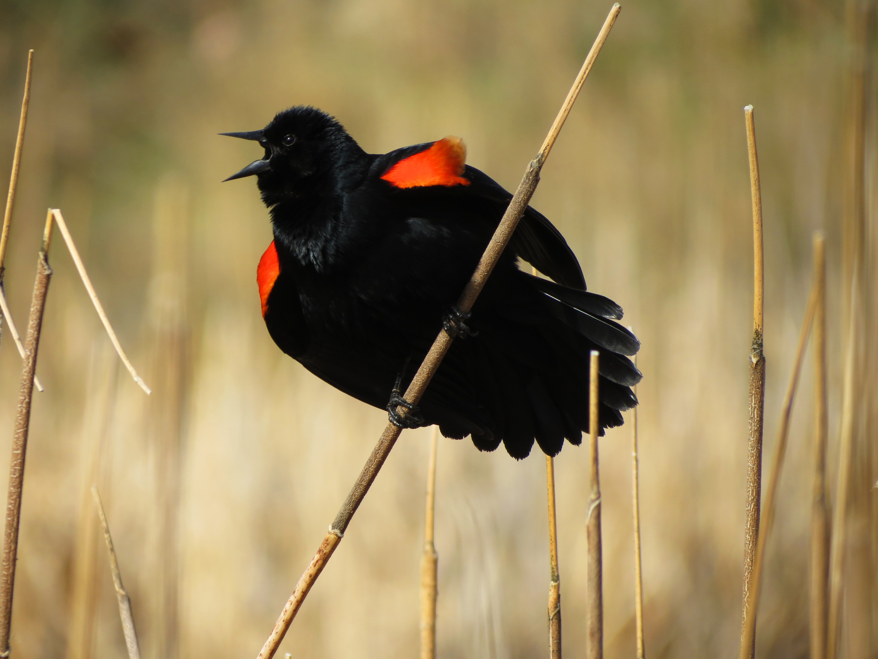 A male red-winged blackbird displaying in the marsh. (C) Katie Bird.
